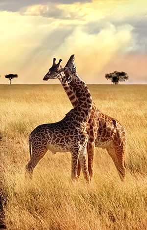 Image_3_kenya