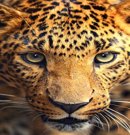 TRAFEKA | The No.1 Tour & Travel Operator In Africa