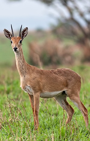 Image_9_Tanzania